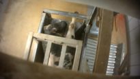 Schokkende beelden uit slachthuis Izegem – 8′