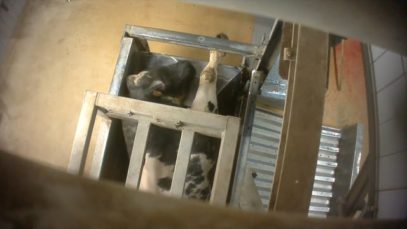 Schokkende beelden uit slachthuis Izegem – 8′