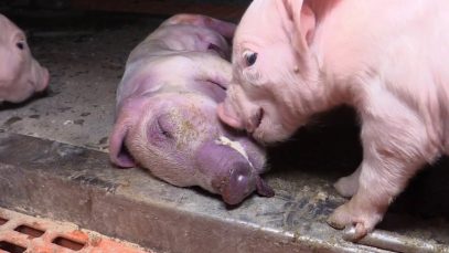 For Animals On Factory Farms Life Is A Living Nightmare