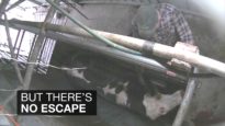 Here’s What Dairy Farms Do to Cows Who No Longer Produce Milk