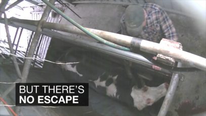 Here’s What Dairy Farms Do to Cows Who No Longer Produce Milk