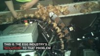 This Is How Factory Farms Debeak Baby Chicks