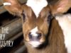 You Won’t Believe How The Dairy Industry Treats Calves