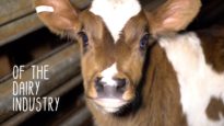 You Won’t Believe How The Dairy Industry Treats Calves