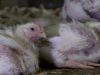 100% Cruelty on Italian Chicken Farms