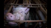 British Pig Farms 2017