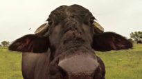Infiltrating India’s Dairy Industry