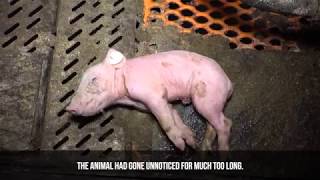 Suffering of Pigs Continues Despite Complaint