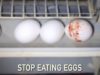 The Egg Industry Doesn’t Want You to See This