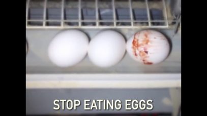 The Egg Industry Doesn’t Want You to See This