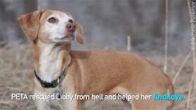 The Nightmare Is Over for This Dog Used in Laboratory Experiments—See Her Now!
