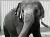 The Truth About Ringling Brothers Circus