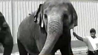 The Truth About Ringling Brothers Circus
