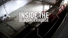 Shocking! Cruelty on Italian Lamb Farms