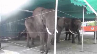 Huge Lump on Circus Elephant’s Back Seen on Tape