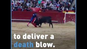 Thousands of Bulls Are Slaughtered in Bullfights Every Year