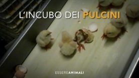 Un’indagine sconvolgente dentro un incubatoio di polli