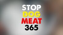 Last Chance for Animals - Stop Dog Meat 365 - Part 3 [YHI-ifShNTo - 1280x720 - 0m30s]