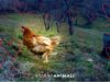 La gallina Lella felice nella sua nuova casa
