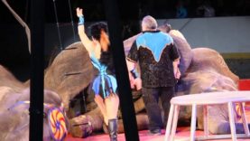 Brian Franzen Hits and Yanks Elephants With Bullhook at Shrine Circus