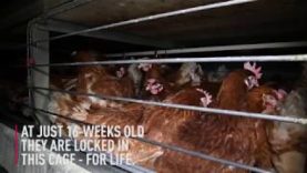 Caged hens suffering for Big & Fresh eggs