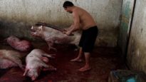 Immovilization or stunning under beatings at the slaughterhouse