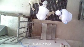 La terribile macellazione degli agnelli per Pasqua – Indagine di Essere Animali