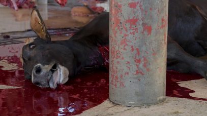 Some cows are dismembered or skinned alive.