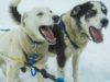 WATCH: Dog Death Race Is Being Sponsored by Jack Daniel’s
