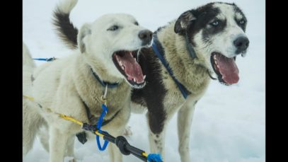 WATCH: Dog Death Race Is Being Sponsored by Jack Daniel’s