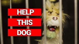 WTF: Dogs Are Being Experimented on at a University