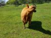 Blind Cow Daffodil Moos for Treats