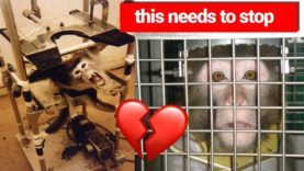 Cut Funding for Cruel Experiments on Animals