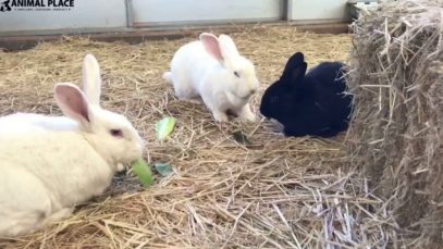 Rabbits frolicking high quality