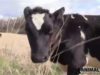 Rescued Calves Explore Pasture: Keegan