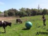 Rescued Calves Play Ball