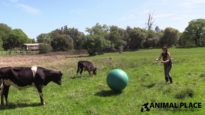 Rescued Calves Play Ball