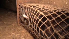 Steenbakkerij’ is ware hel voor dieren