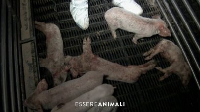 Giornalista inglese entra in allevamento fornitore del Prosciutto di Parma con Essere Animali