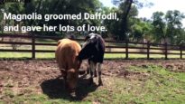 Rescued Cows Become Friends