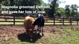 Rescued Cows Become Friends