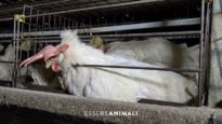 L’insostenibile produzione di uova negli allevamenti di galline – Essere Animali