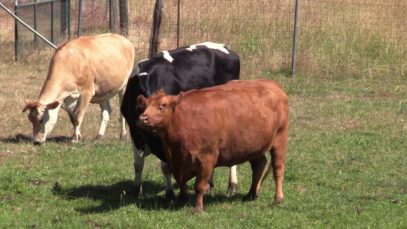 Rescued Cows Play