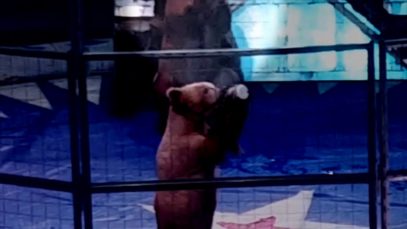 Rosaire’s Bears Forces Distressed Bears to Perform