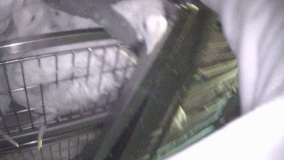 Undercover: de lijdensweg van kuikens naar het slachthuis