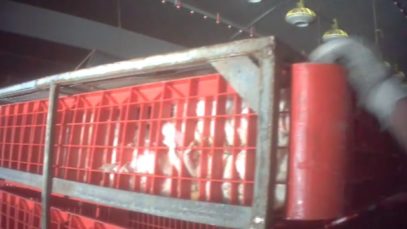 Animal Rights filmt misstanden bij het vangen van vleeskippen