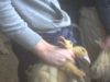 Dons van mishandelde eenden wordt verkocht in Belgische winkels