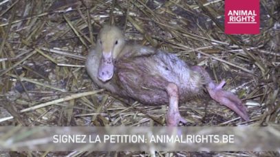 Le duvet, source de cruauté envers les animaux