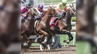 23rd Horse Since Dec. 26 Dies on Santa Anita Racetrack After Breaking Ankle