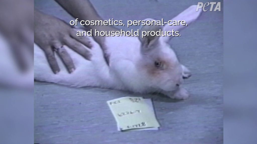 Peta Rabbit Testing 30 Years After PETA Exposed Cosmetics-Testing Lab, Here's How Far We've ...